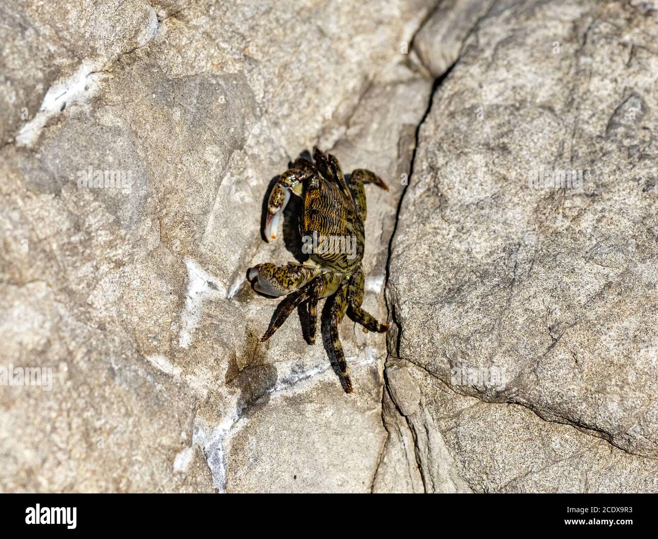 150+ Pachygrapsus Crassipes Photos, taleaux et images libre de droits -  iStock