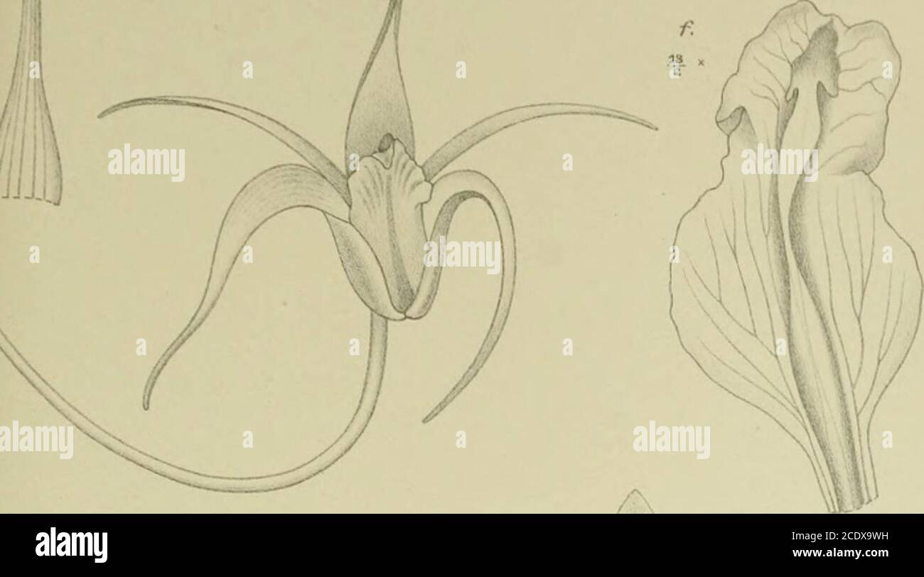 Nova Guinea : résultats de l'expédition scientifique néerlandaise à la  Nouvelle-Guinée .. . e. l-a P. W. M. Tnip .. C/i- /. Sepalum dorsale /,. c.  Sepalum latérale */,. ,/. Petalum