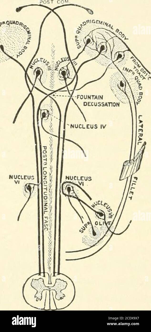 . Kirkes' handbook of physiology . ct the bulb and spinal cord with the upperpart of the brain. It must not be forgotten that the pons contains severalsmaller collections of nerve cells. Sections reveal the following parts or struct-ures, beginning from the anterior or ventral surface. 1. Transverse or commissural fibers connect one side of the cerebellumwith the other through the middle peduncle. These fibers connect the cere- 544 T11 B  E It VO US SYSTEM bellar cortex with the cells of the pontine nuclei; some are afferent, someefferent; some end in the gray matter of the pons on the same s Stock Photo