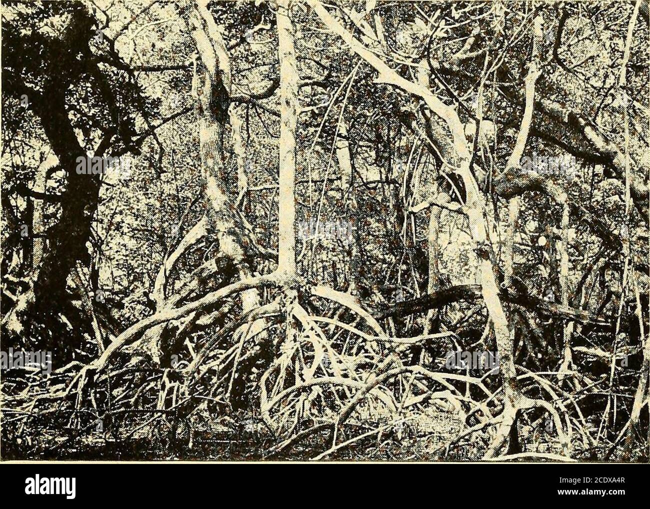 . Tropical agriculture; the climate, soils, cultural methods, crops ...