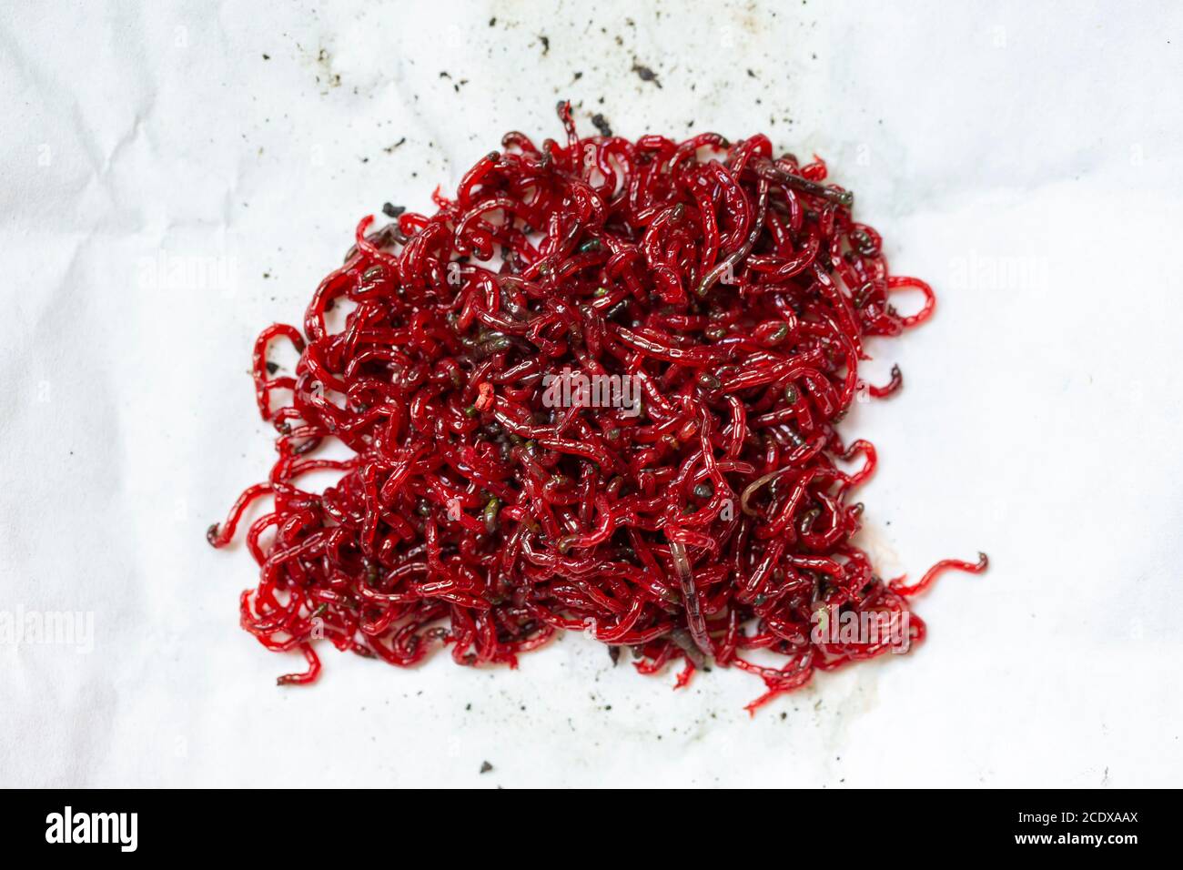 The Fisherman Puts Jig Bait, Bloodworms Or Mosquito Larvae On The Hook Of  The Mormyshka. Bait For Winter Fishing. Red Mosquito Larvae - Food For  Fish. Bottom Perch Fishing. Stock Photo, Picture