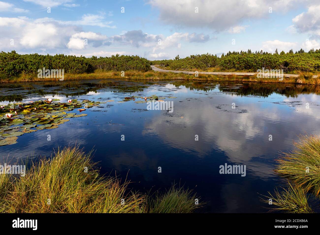 Wooden boardwalk crossing marshes surrounded with bushes, Lovrenska jezera lakes, Slovenia Stock Photo