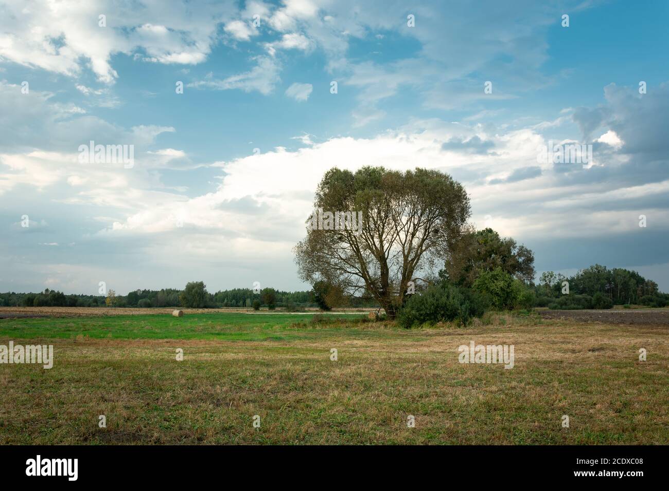 Large tree on the meadow and clouds on the blue sky Stock Photo - Alamy