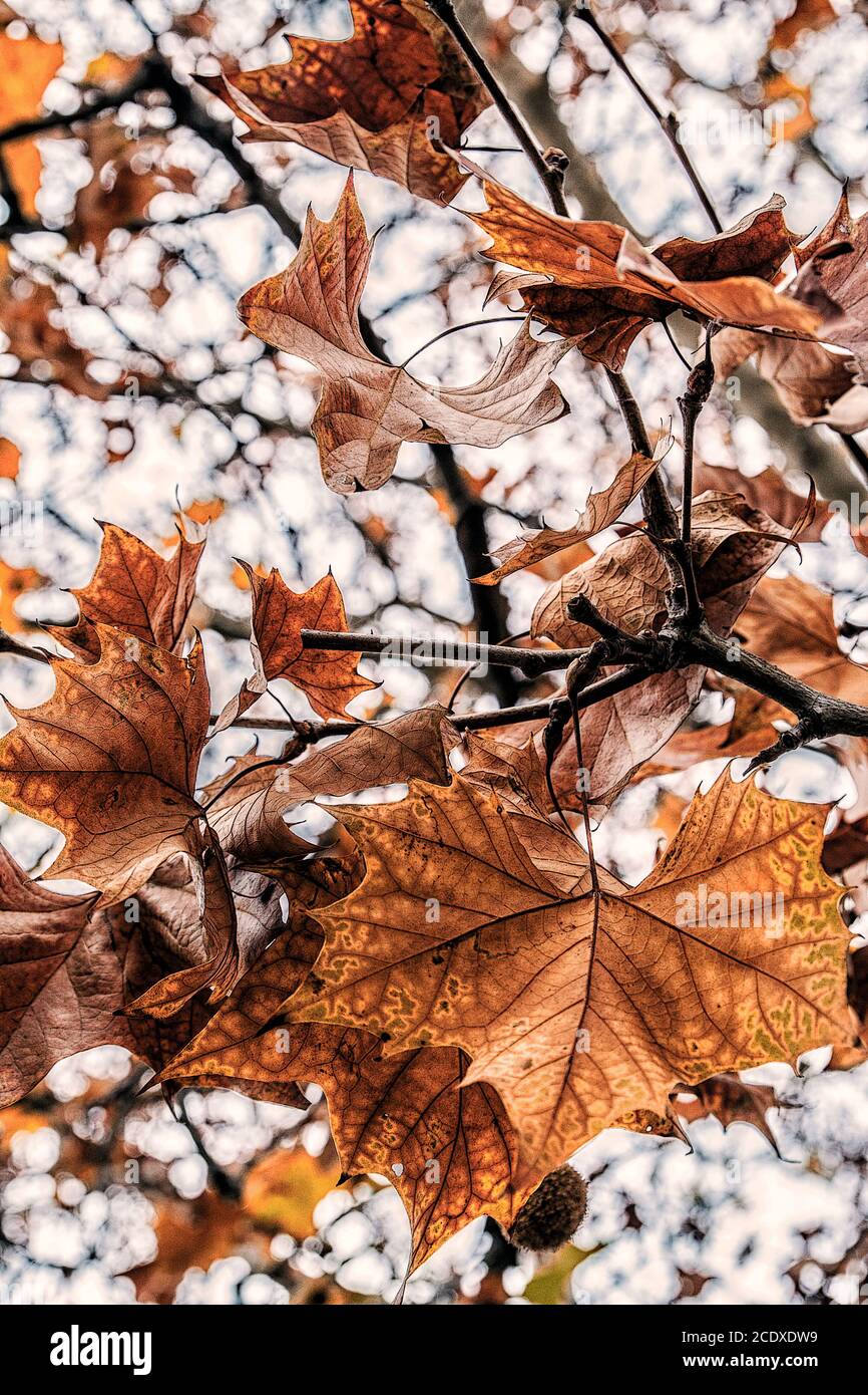 photography of leaves in autumn in high quality Stock Photo