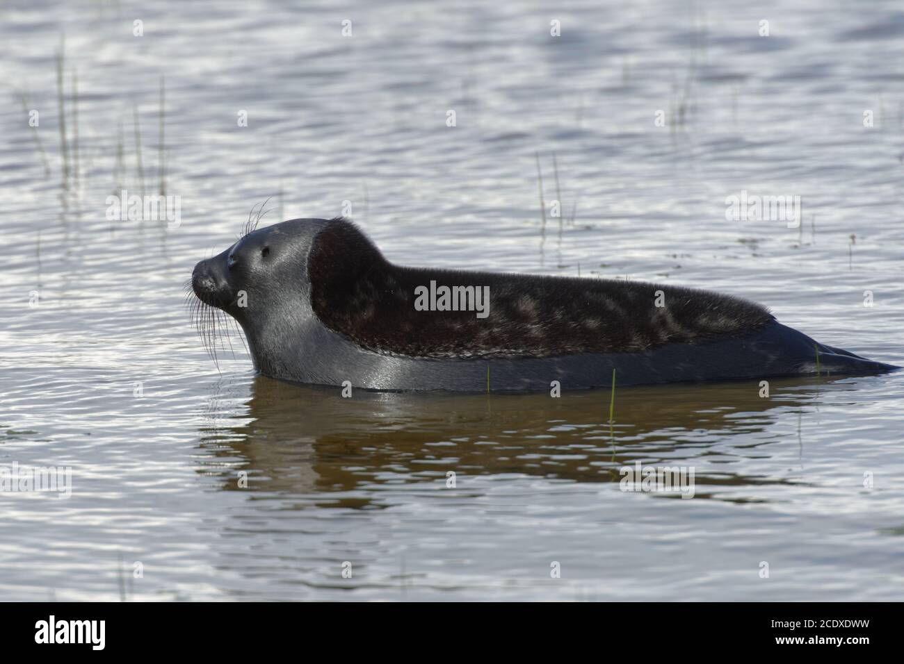 Young Ladoga ringed seal in the lake Ladoga, Valaam island, Russia Stock Photo