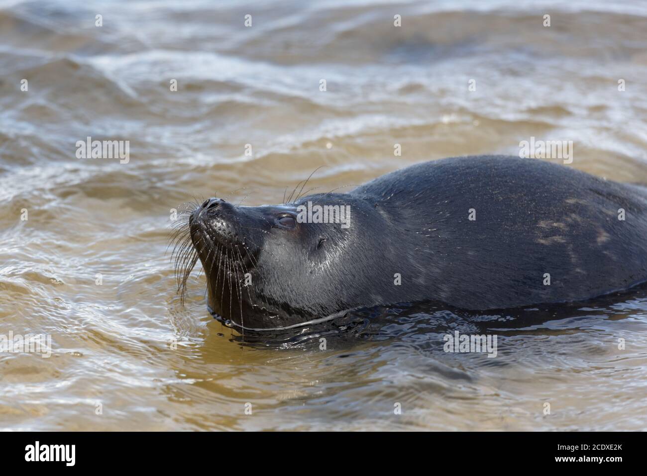 Young Ladoga ringed seal in the lake Ladoga, Valaam island, Russia Stock Photo