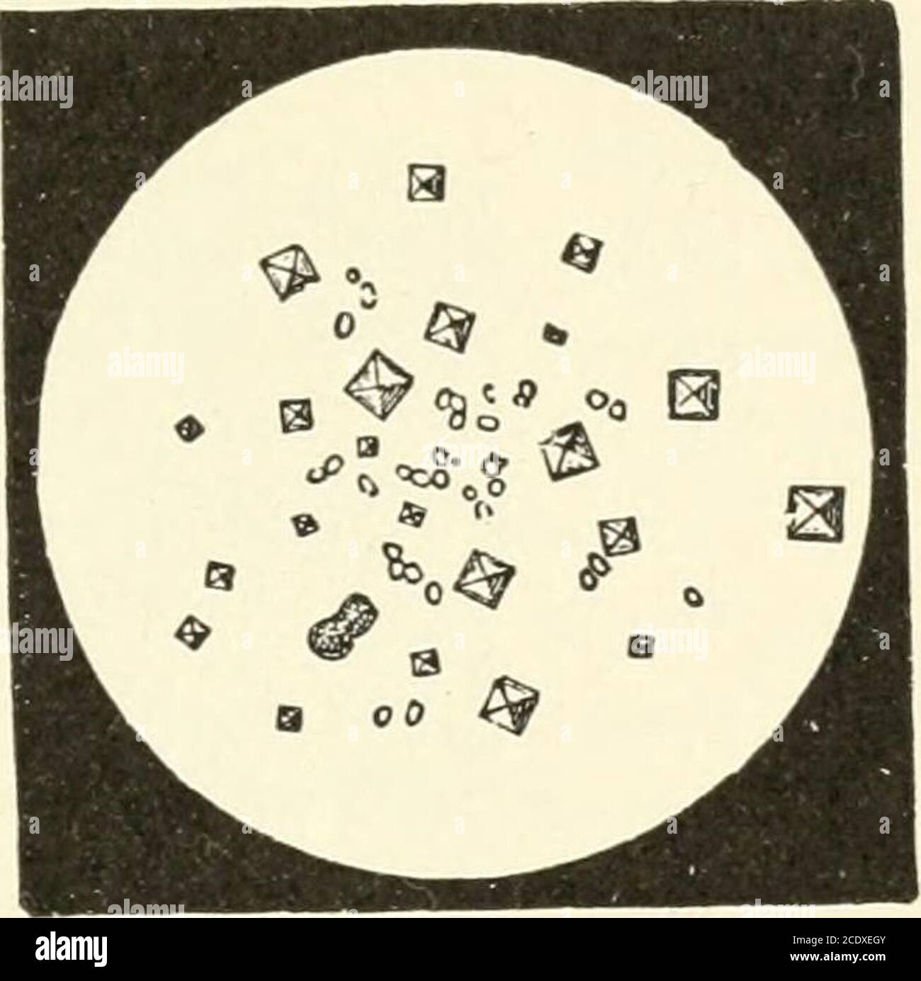 . Kirkes' handbook of physiology . Fig. 299—Crystals of Cystin. Fig