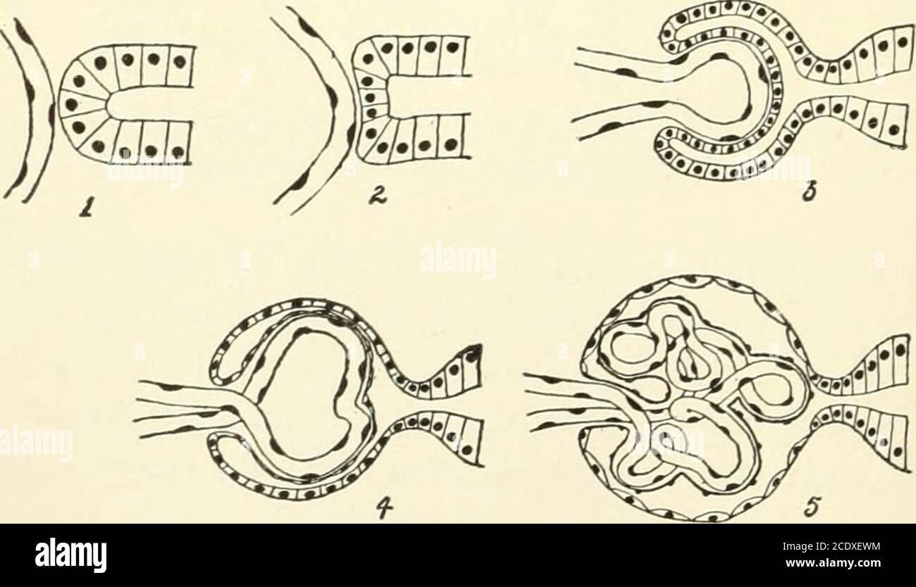 . Kirkes' handbook of physiology . ui. r i 29°—Malpighian Capsule and