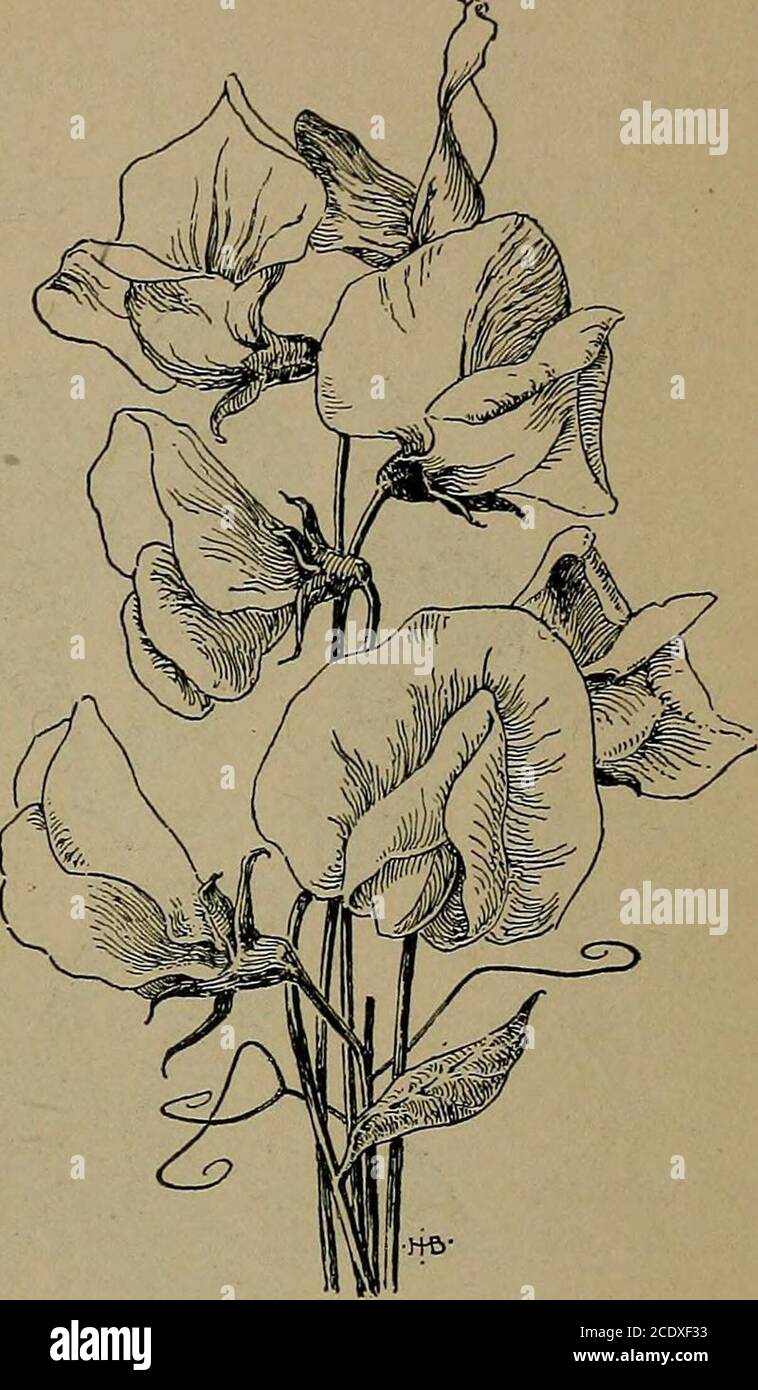 . Manual of gardening; a practical guide to the making of home grounds and the growing of flowers, fruits, and vegetables for home use . endril-climbersAdlumia (biennial).*Balloon Vine (Cardiospermum) .*Cobea.Gourds. Nasturtiums (Tropceolum).Canary-bird Flower (Tropceolum peregrinum).Sweet pea (Fig. 265).Wild cucumber.*Maurandia. THE ORNAMENTAL PLANTS—CLIMBERS 311 Gourds or gourd-like plants, as, Coccinia Indica; Cucumis of several interesting species, as C. erinaceus, grossulariceformis, odoratissimus ; dipper or bottle gourd (Lagenaria); vegetable sponge, dish-cloth gourd, rag gourd (Luffa); Stock Photo