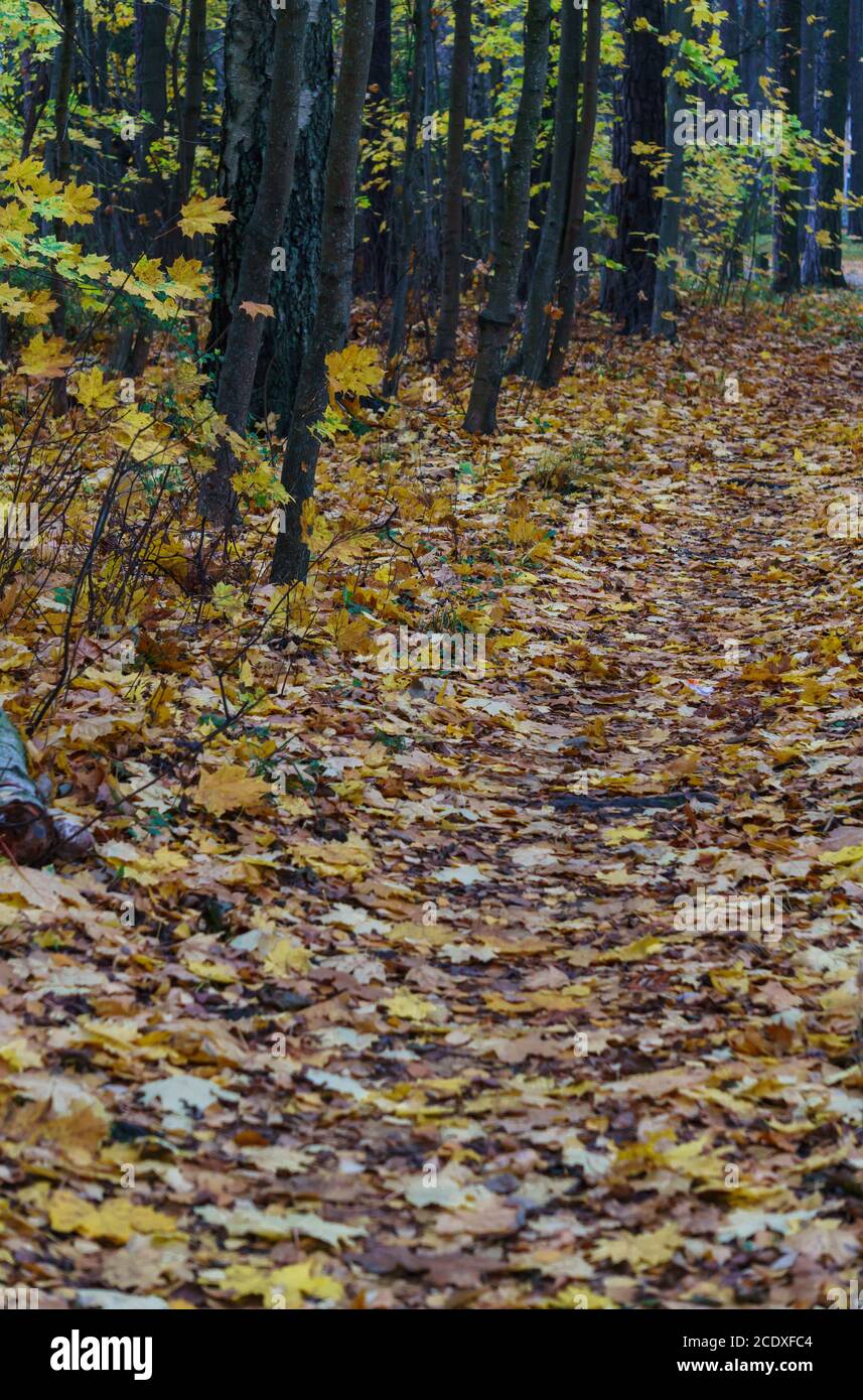 Path strewn with autumn leaves hires stock photography and images