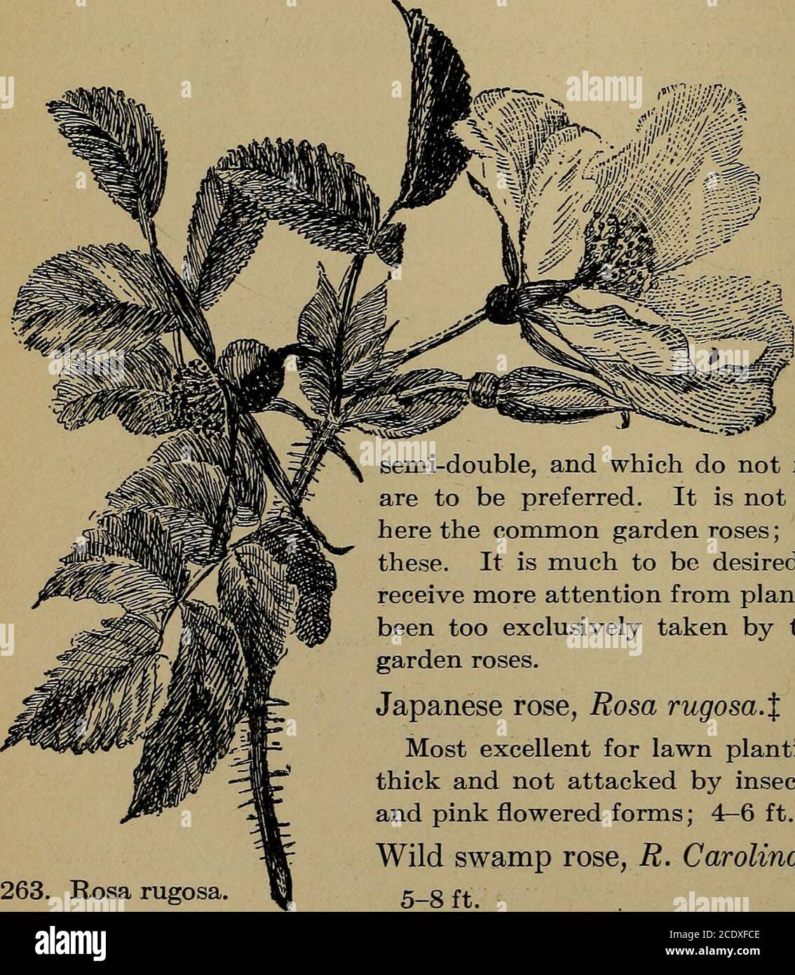 . Manual of gardening; a practical guide to the making of home grounds and the growing of flowers, fruits, and vegetables for home use . grant currant, Ribes aureum.*% Well known and popular, for its sweet-scented yellow flowers in May; 5-8 ft. Red-flowering currant, R. sanguineum* Flowers red and attractive; 5-6 ft. R. Gordonianum, recommendable, isa hybrid between R. sanguineum and R. aureum. Rose acacia, Ro- binia hispida*%Very showy inbloom; 8-10ft. Roses, Rosa, va-rious species. Hardy roses arenot always desir-able for the lawn.For general lawnpurposes the oldersorts, single orsemi-double Stock Photo