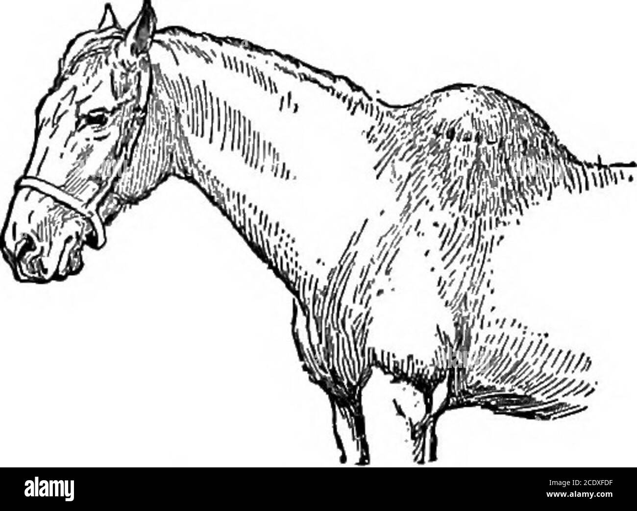 Productive Agriculture Affected And Are Therefore Calledunsoundnesses A Disease Irritates Parts Of The Body So Thatthe Horse Is Sick Distemper Bots Heaves And Cohc Are Diseases We Shall Study The Most
