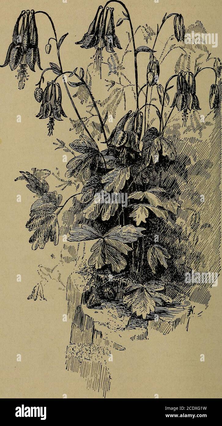 . Manual of gardening; a practical guide to the making of home grounds and the growing of flowers, fruits, and vegetables for home use . s. Columbine, Aquilegia glandulosa and others (Fig. 253). 1 ft.May-June. Deep blue sepals; white petals. Aquilegias are oldfavorites. (See June.) The wild A. Canadensis* is desirable. Lily-of-the-Valley, Convallaria majalis* 8 in. May-June. Racemesof small white bells; fragrant. Well known. Partial shade. (SeeChap. VIII.) Fumitory, Corydalis nobilis. 1 ft. May-June. Large clusters of fineyellow flowers. Bushy, upright habit. Does well in partial shade. Bleedi Stock Photo