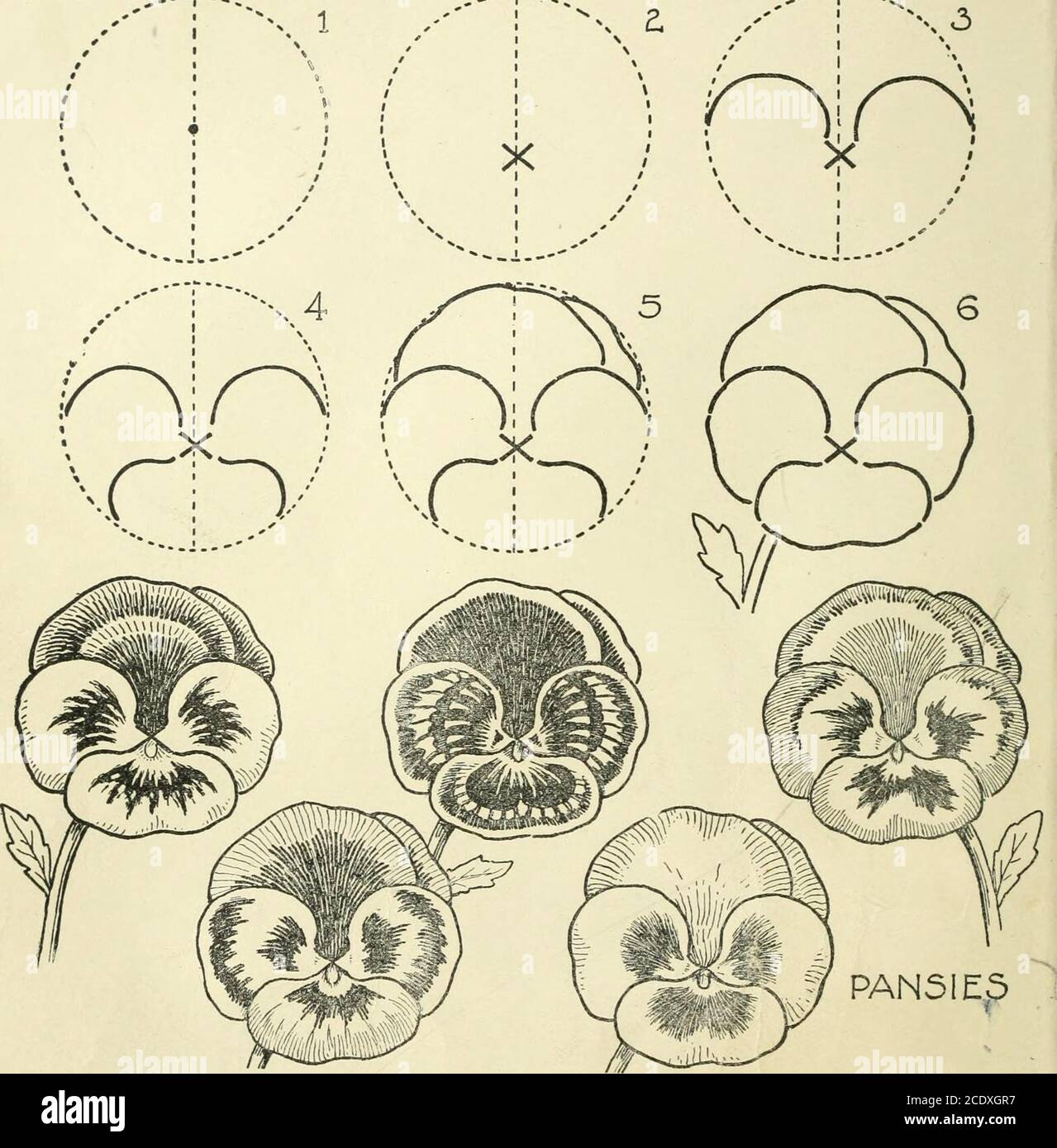 . Drawing made easy : a helpful book for young artists; the way to begin and finish your sketches, clearly shown step by step . NARCISSUS C&lt; 34 DRAWING MADE EASY Mr^. PAN51E5 i The six diagrams above show how to draw the outlines of a pansy,and the five varied-patterned pansies below give a hint forfinishing with the pencil or crayons. The picturing of buttercups and daisies is explained on ^ht opposite page. DRAWING MADE EASY 35 Stock Photo