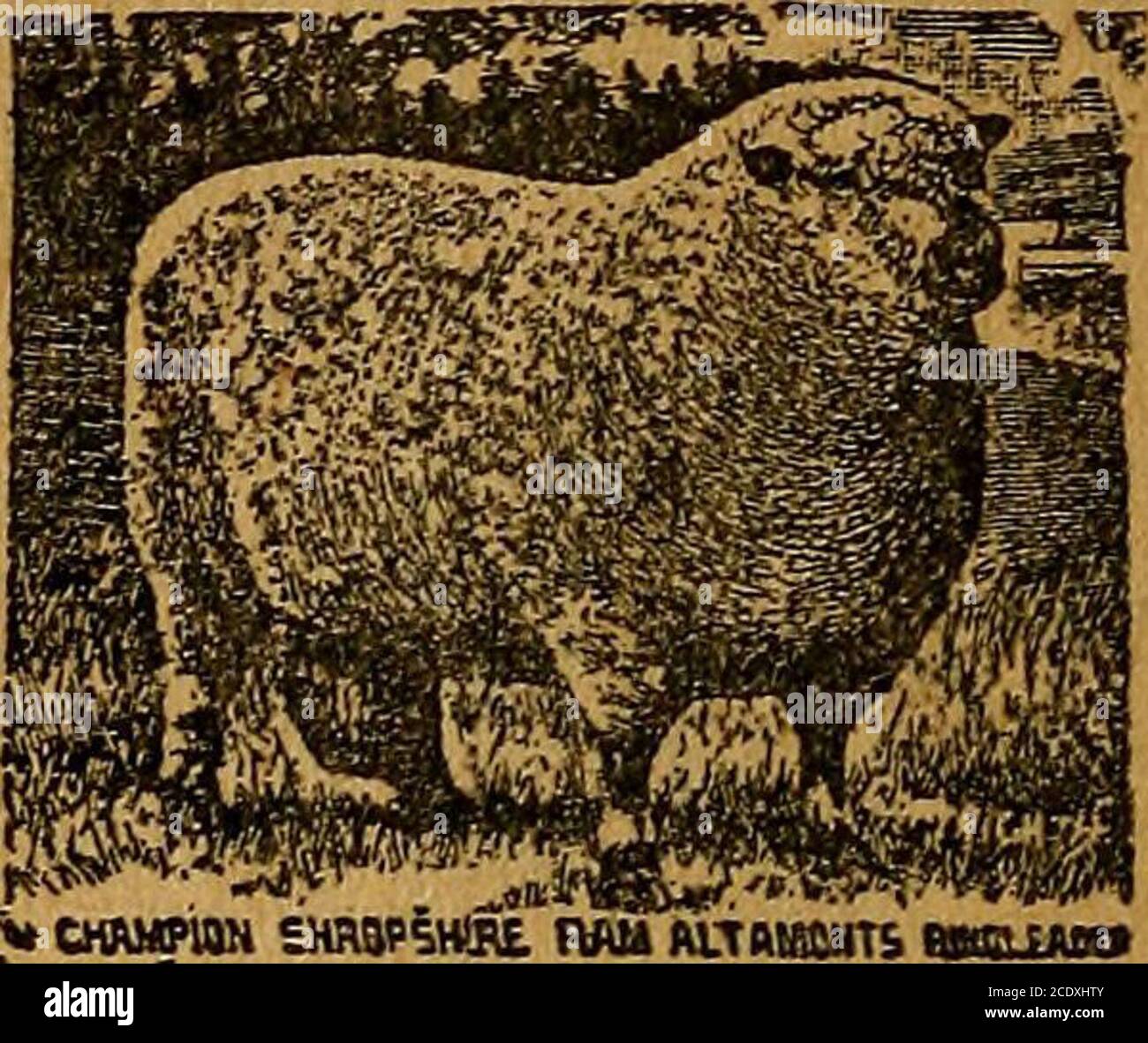 Flock of boars hires stock photography and images Alamy