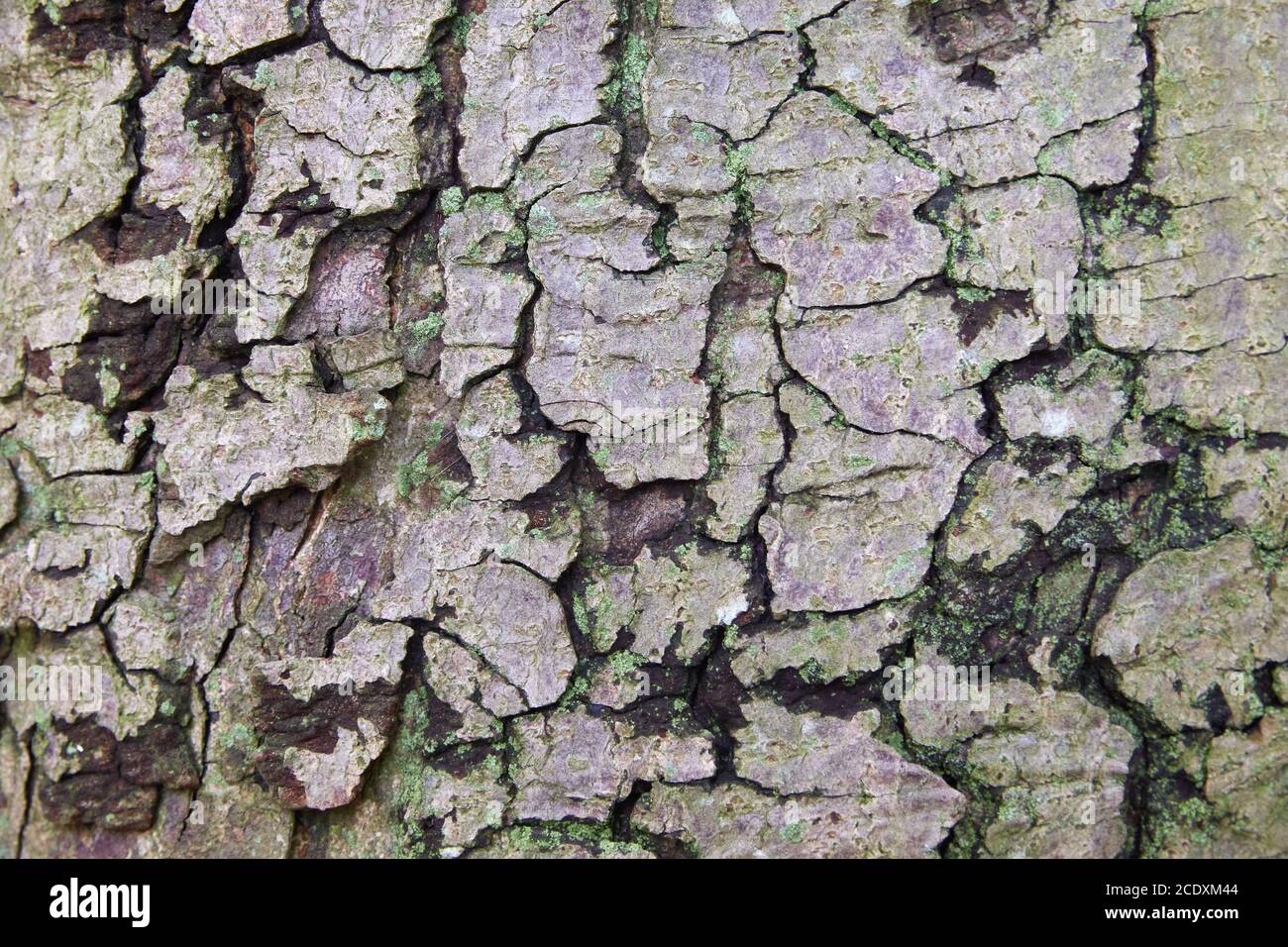 Quality wood texture hires stock photography and images Alamy