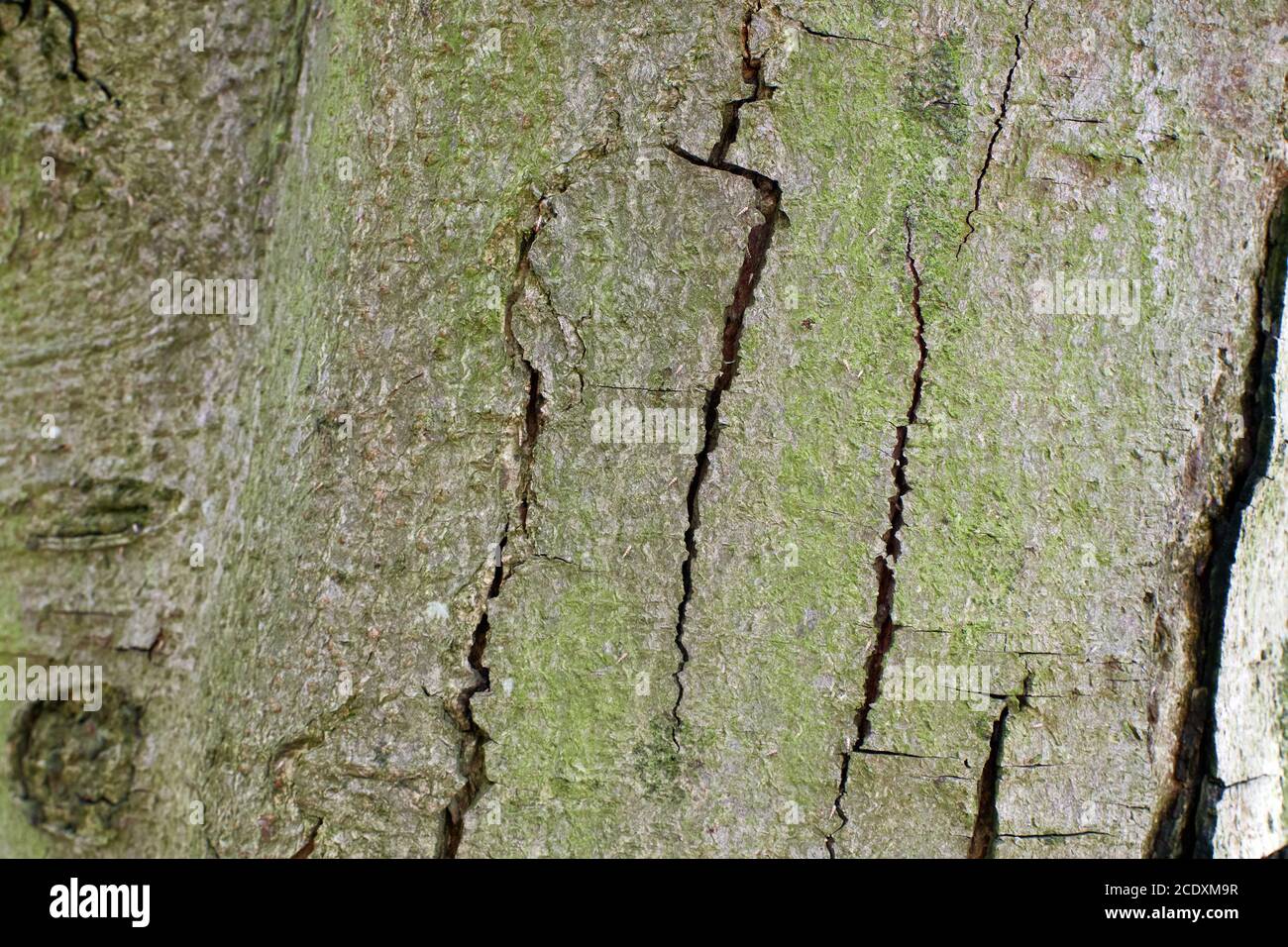 Quality wood texture hires stock photography and images Alamy