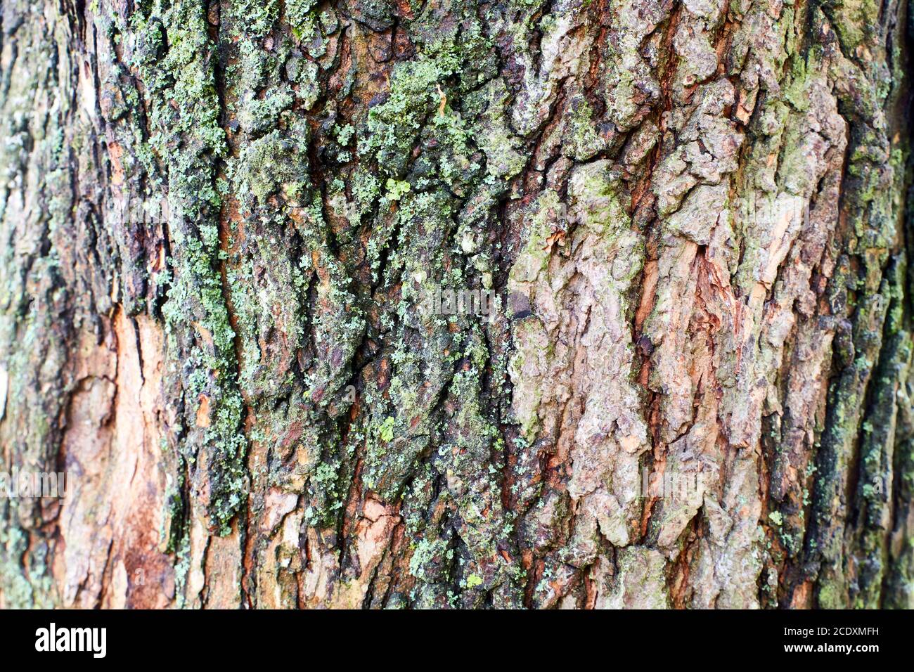 high quality wood texture photography Stock Photo Alamy