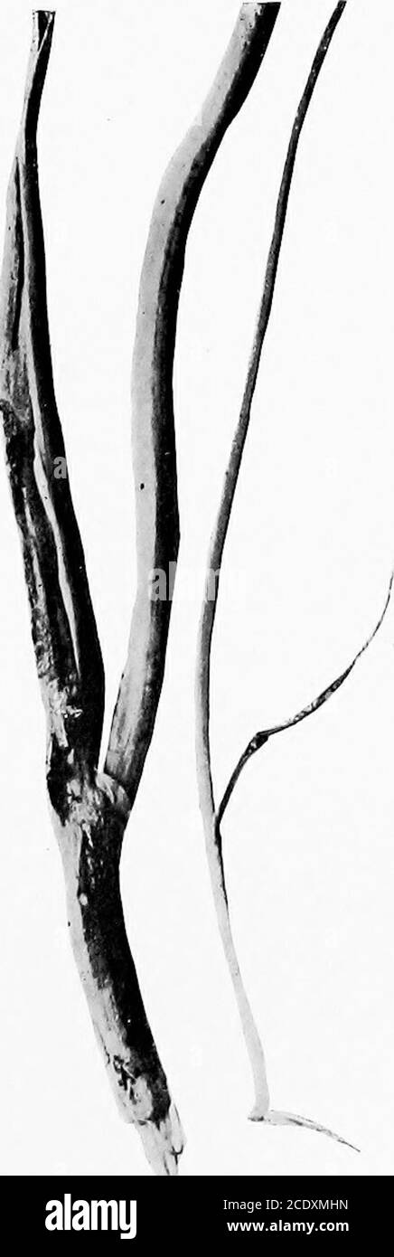 . The Ustilagineae, or smuts, of Connecticut . Tolyposporiuin biillaUim x 2. Fig-. 42. p 3i. Urocysti.5 occulta. Urocystis Cepulse. Pig. 43, p. 16. Fig-. 44, p. 15- Pig. 45, p. 13. Stock Photo