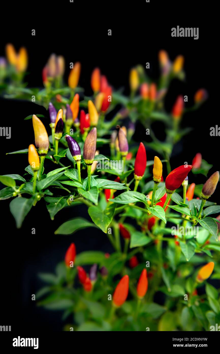 Ornamental peppers indoors hi-res stock photography and images - Alamy