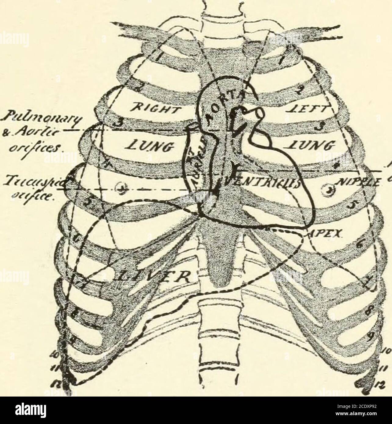 . Kirkes' handbook of physiology . he chambers inside of it may be