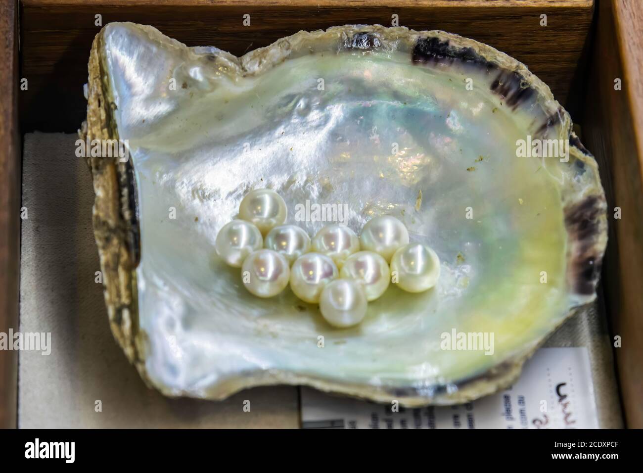 Cultured pearls in an oyster shell at Pearls of Australia in Mooney