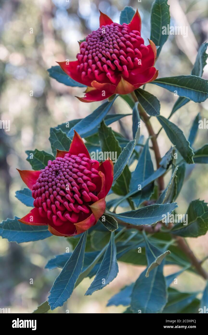 Beautiful Native Red Waratahs in bloom ready for Spring. Seen in Patonga on the Central Coast of NSW, Australia. Stock Photo