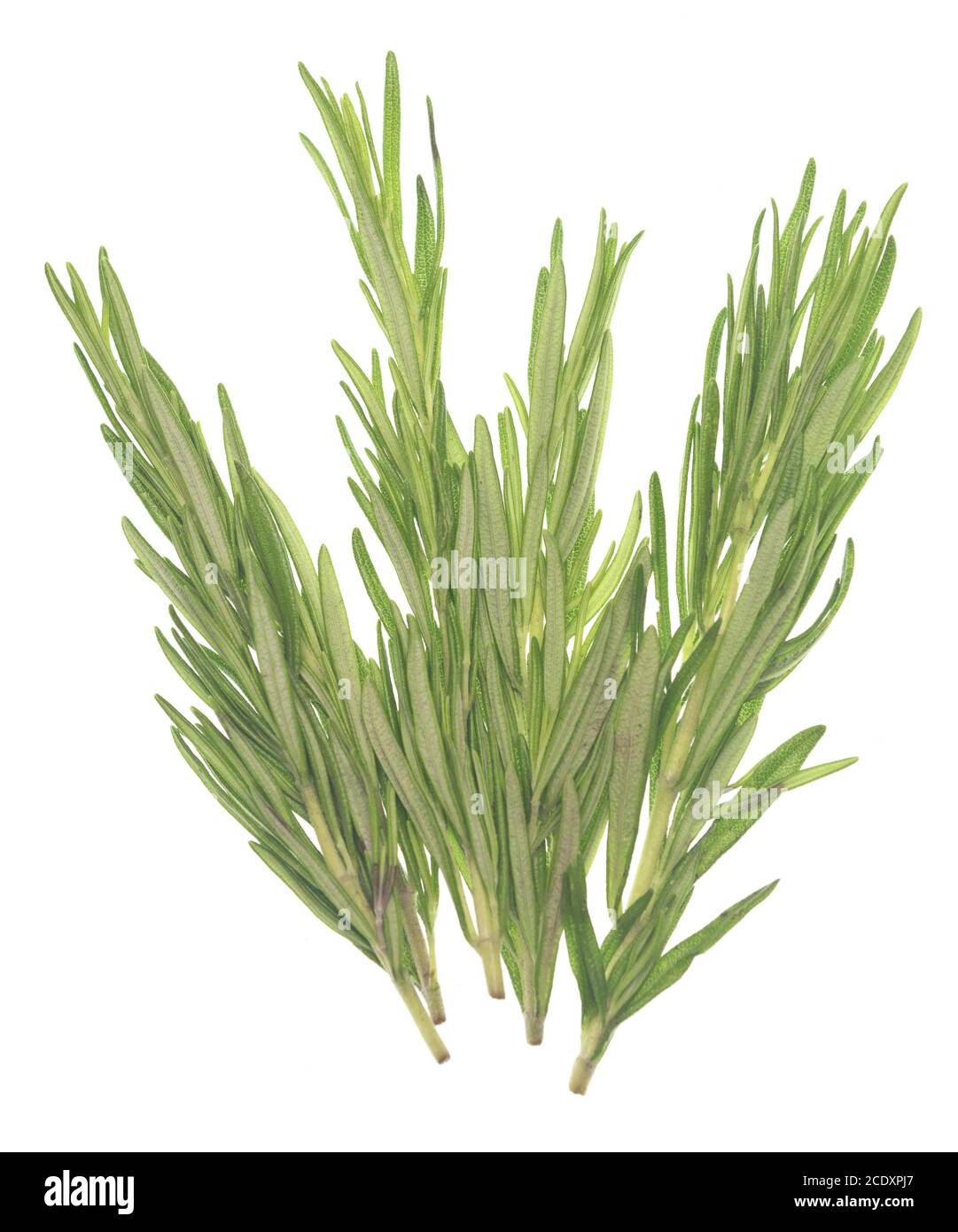 Rosemary on white Stock Photo