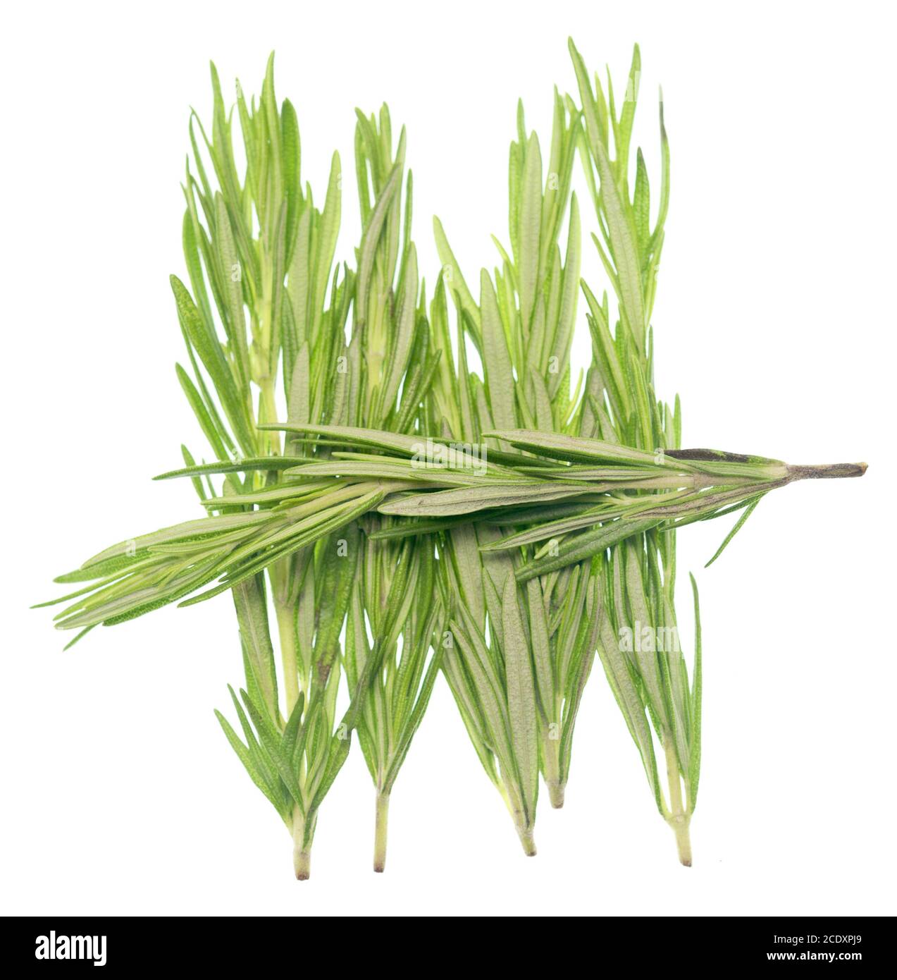 Rosemary on white Stock Photo