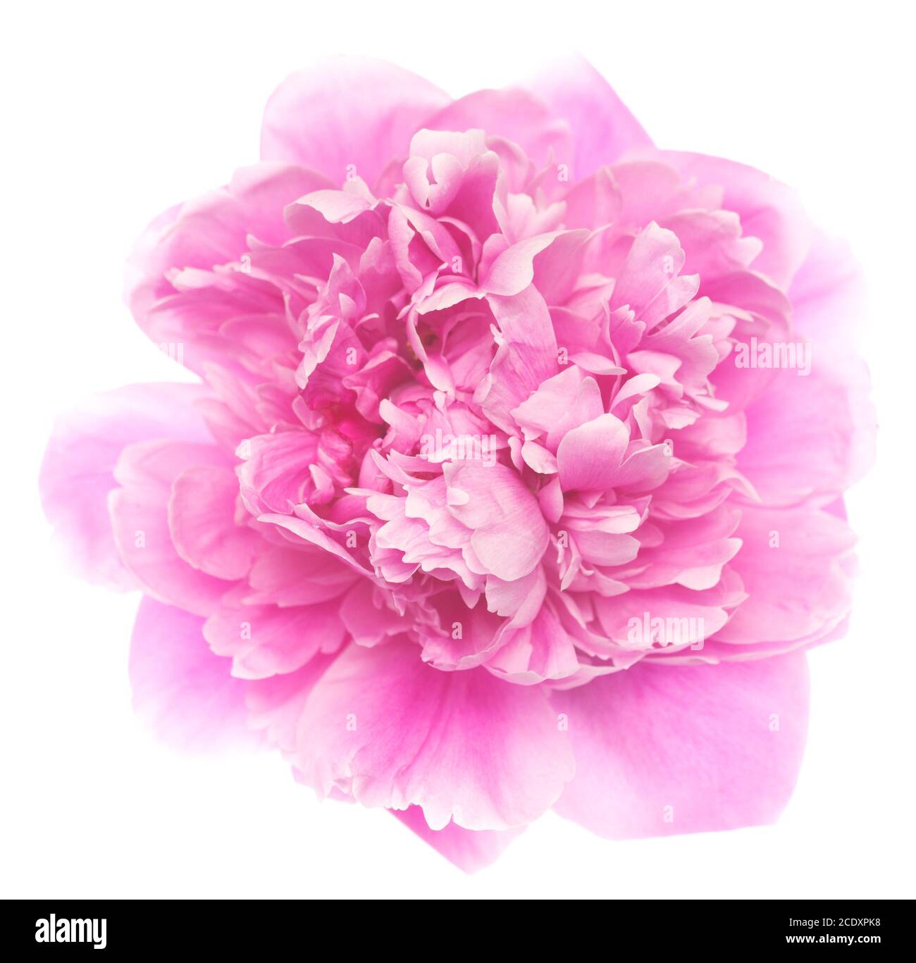 Peony on white Stock Photo