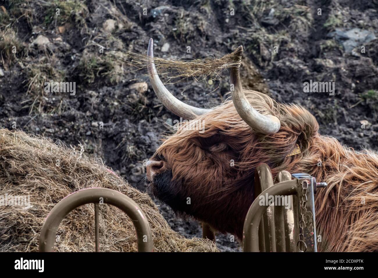 A highland cow on the Isle of Skye, Hebrides, Scotland Stock Photo - Alamy
