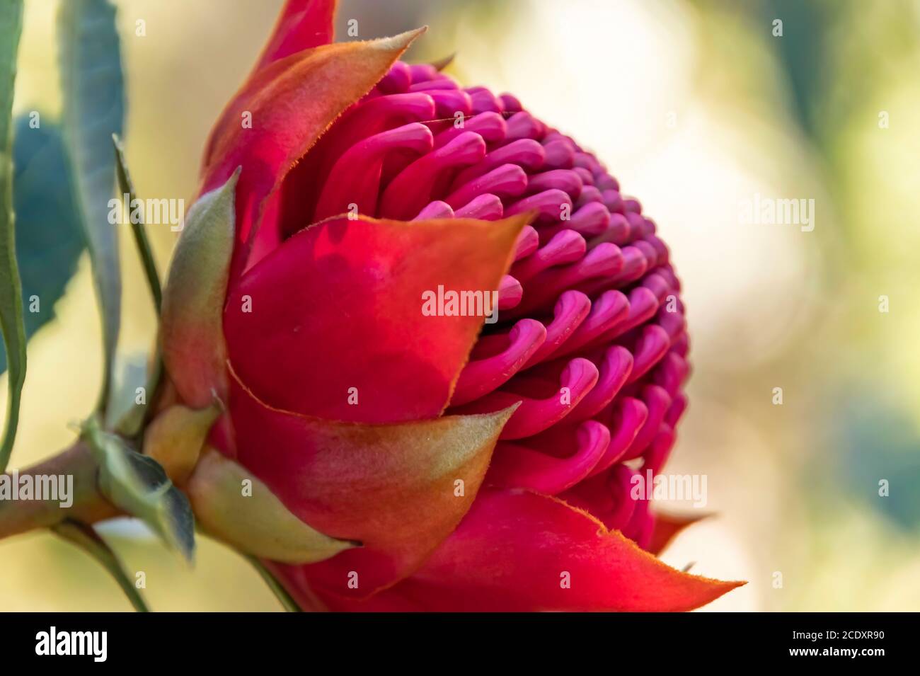 Beautiful Native Red Waratah in bloom ready for Spring. Seen in Patonga on the Central Coast of NSW, Australia. Stock Photo