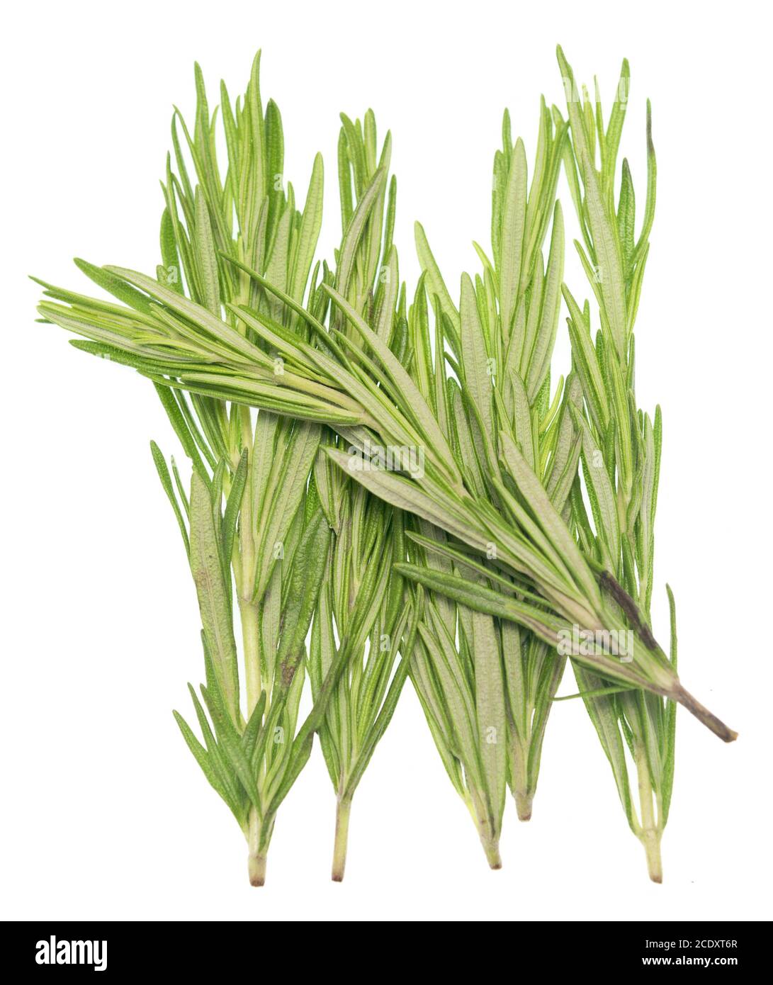 Rosemary on white Stock Photo