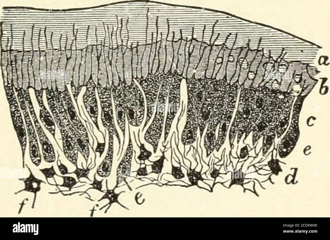 Membrane part hi-res stock photography and images - Page 16 - Alamy