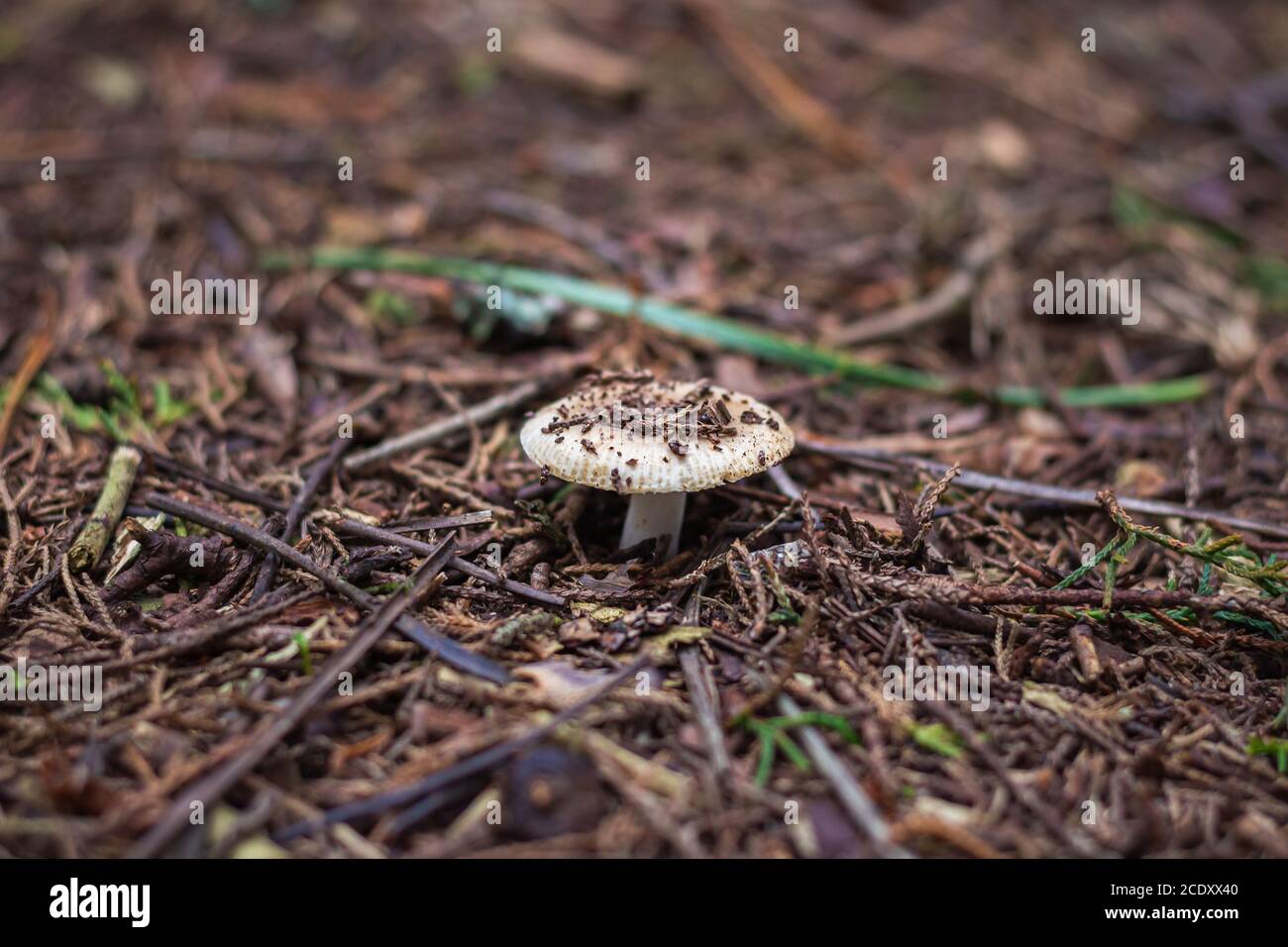 Small mushroom growing in the Sintra forest Stock Photo - Alamy
