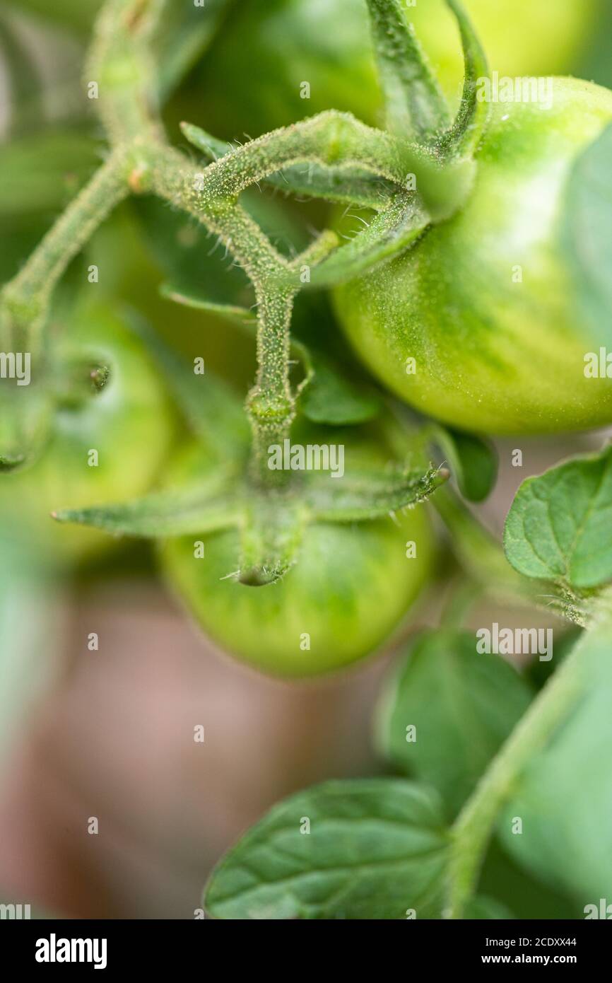 Organic cherry tomato plant with green and red tomatoes Stock Photo - Alamy