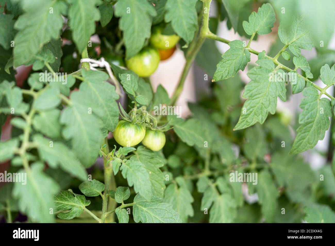 Organic cherry tomato plant with green and red tomatoes Stock Photo - Alamy