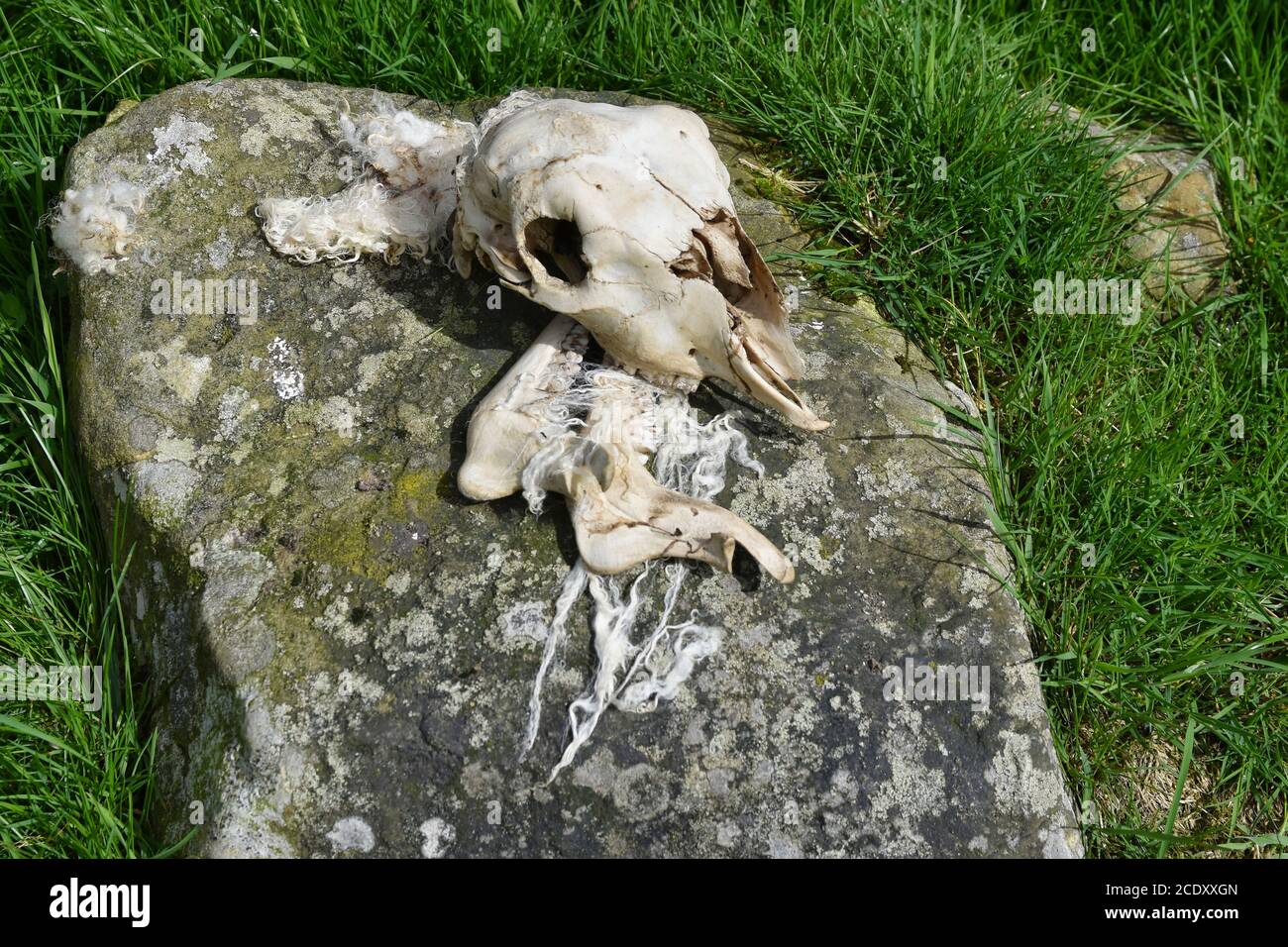 Skull and wool of dead sheep on a rock with grass background. Taken in situ in farmer's field. Stock Photo