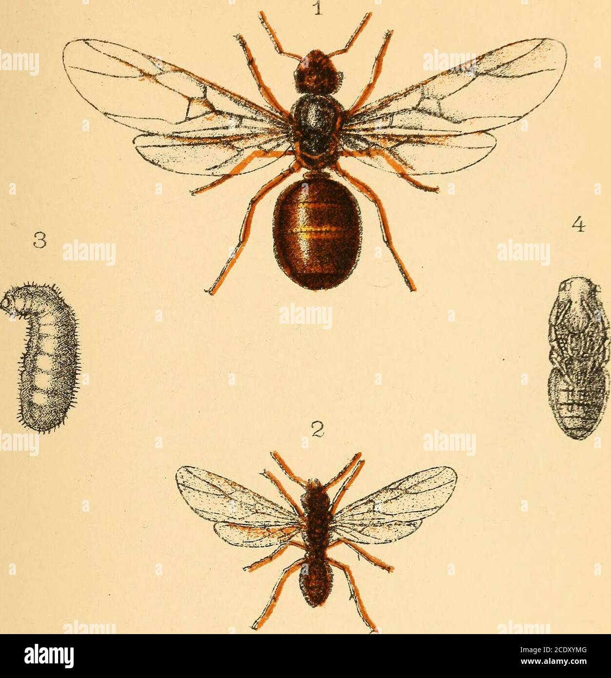 . Ants, bees, and wasps. A record of observations on the habits of the social Hymenoptera . 1. Camponotus inflatus 5. 3. Strongylognathus testaceus t 2. Tetramorium caespitum 4. Anergates atratulus ?. Plate 5.. Stock Photo