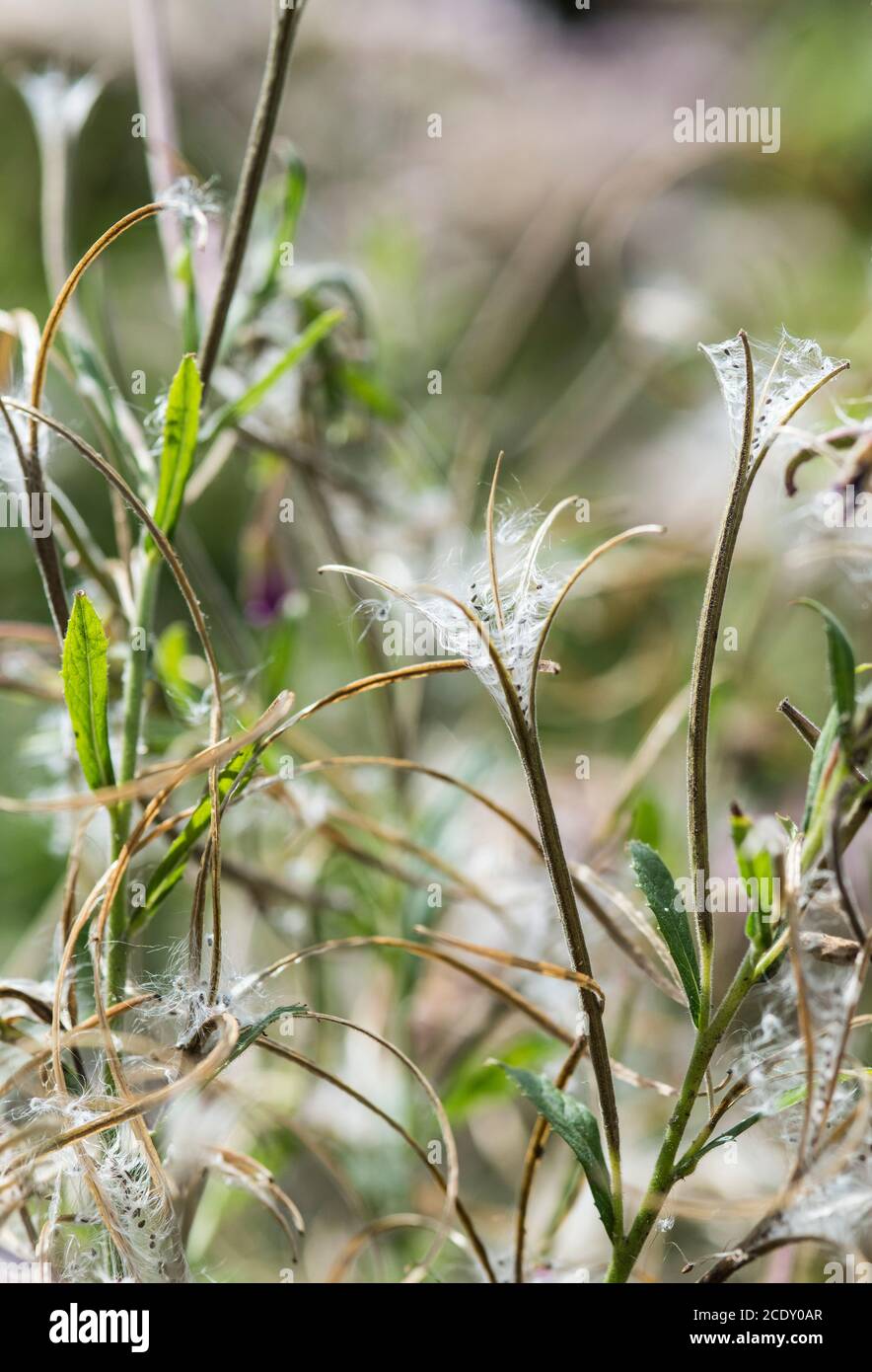 Seeds of Great Willowherb (Epilobium hirsutum) Stock Photo