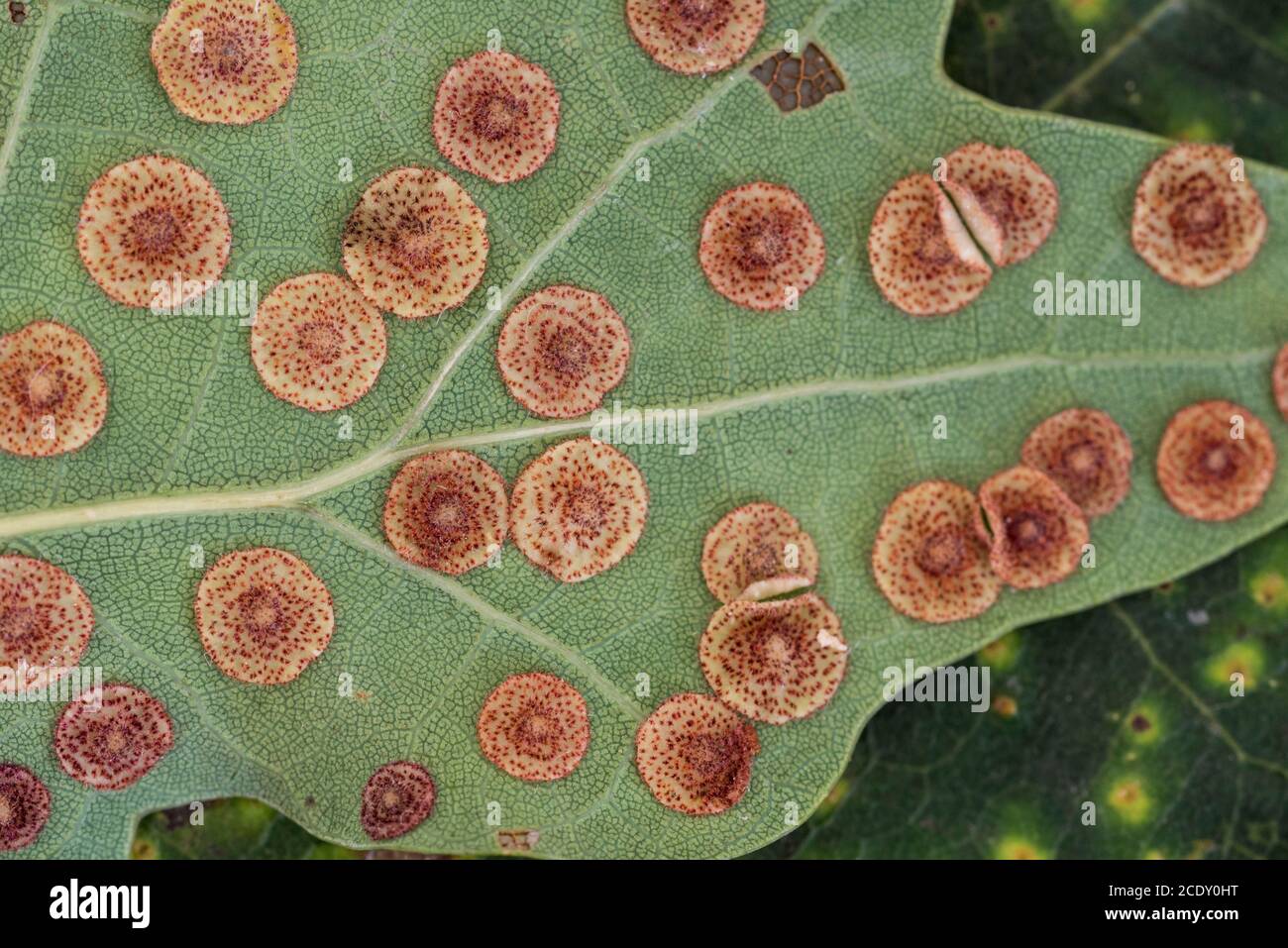 Common Spangled Galls (Neuroterus quercusbaccarum) Stock Photo