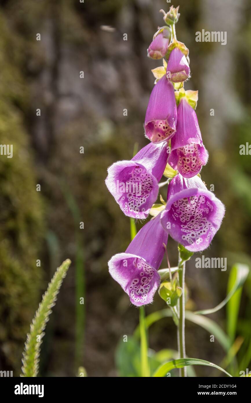 Close-up of red foxglove - poisonous plant and remedy Stock Photo