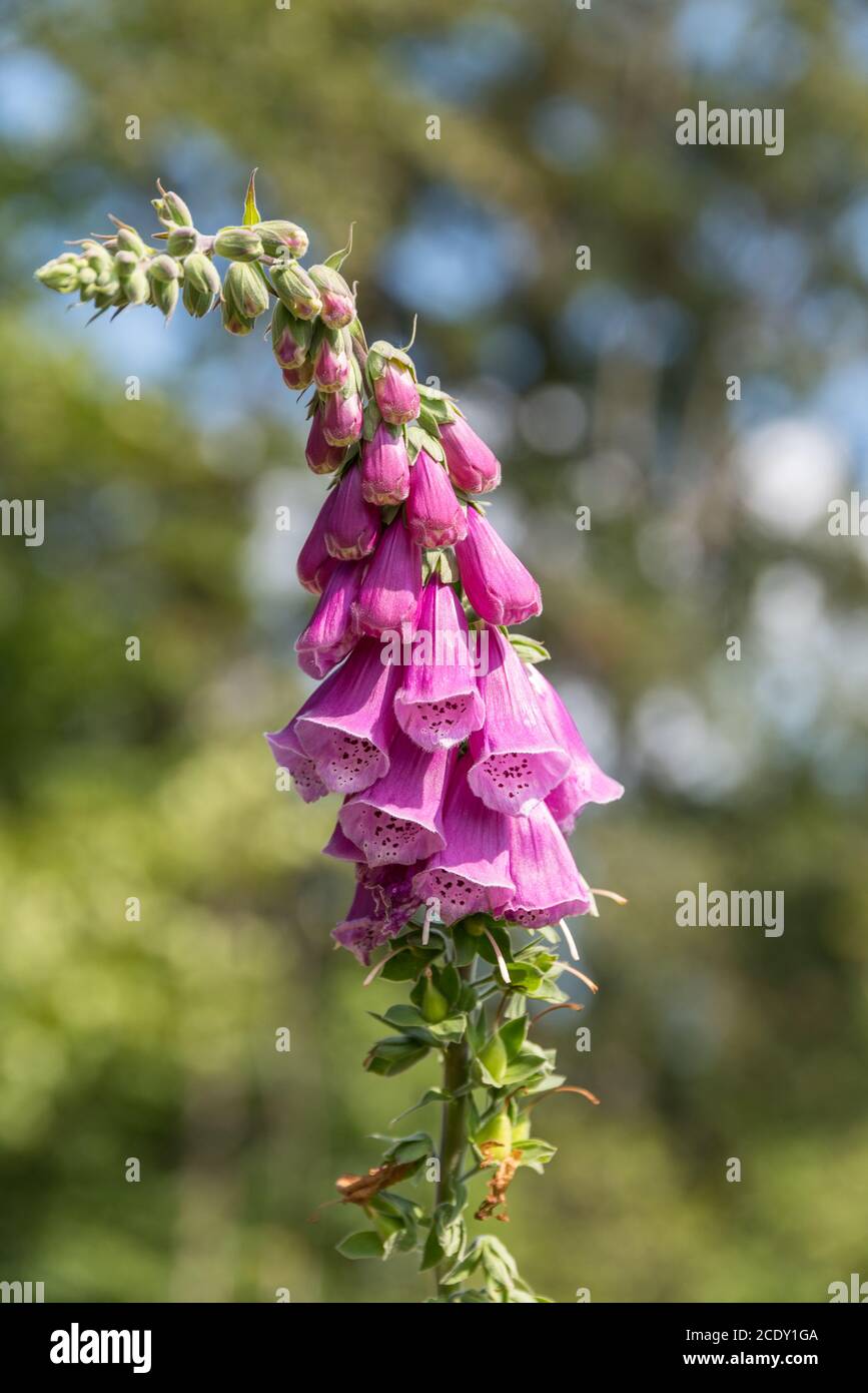 Remedies and poisonous plant Red foxglove - pink flowering ornamental plant Stock Photo