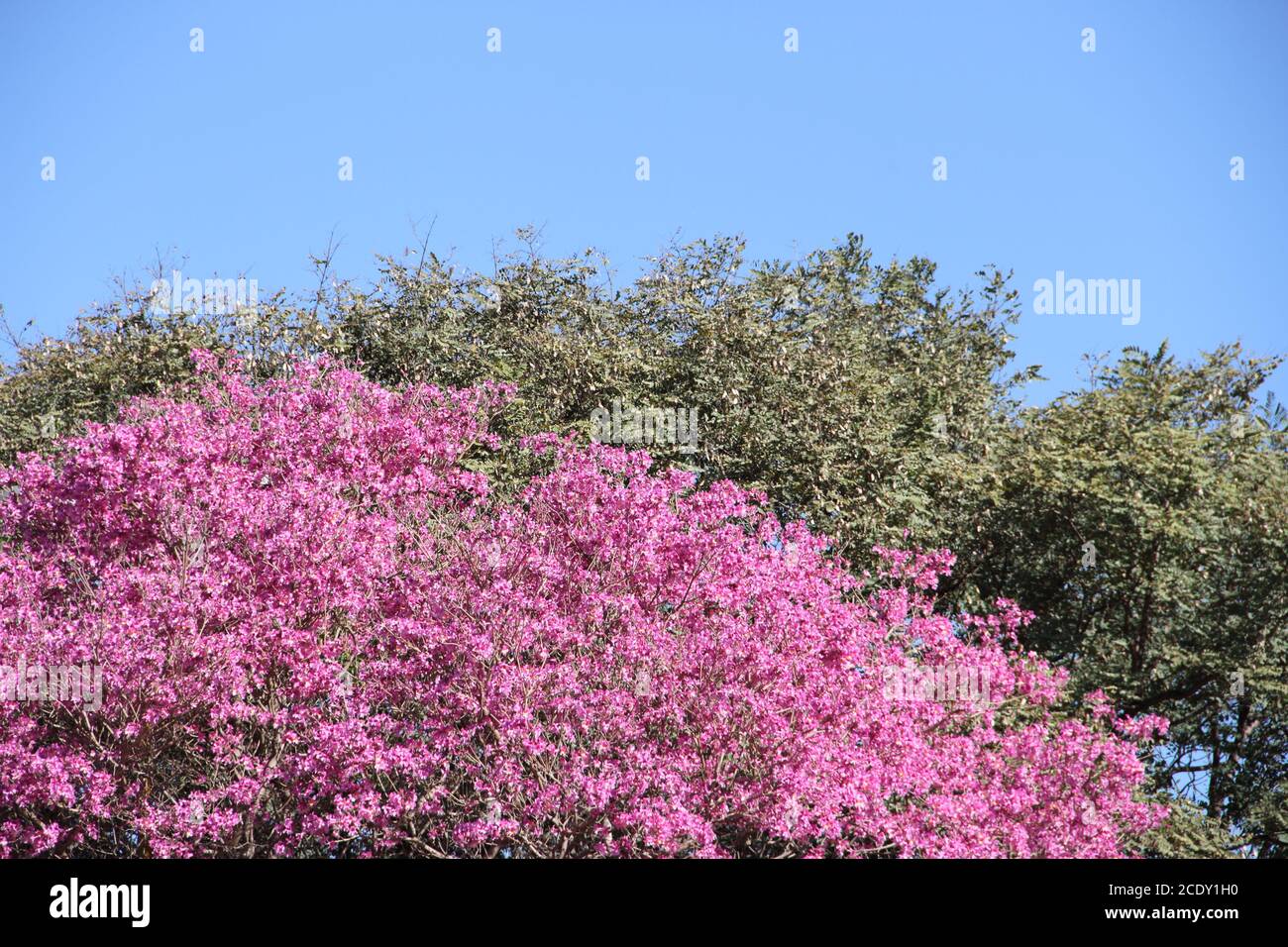 Close-up of pink lapacho flower, a beautiful american tree Stock