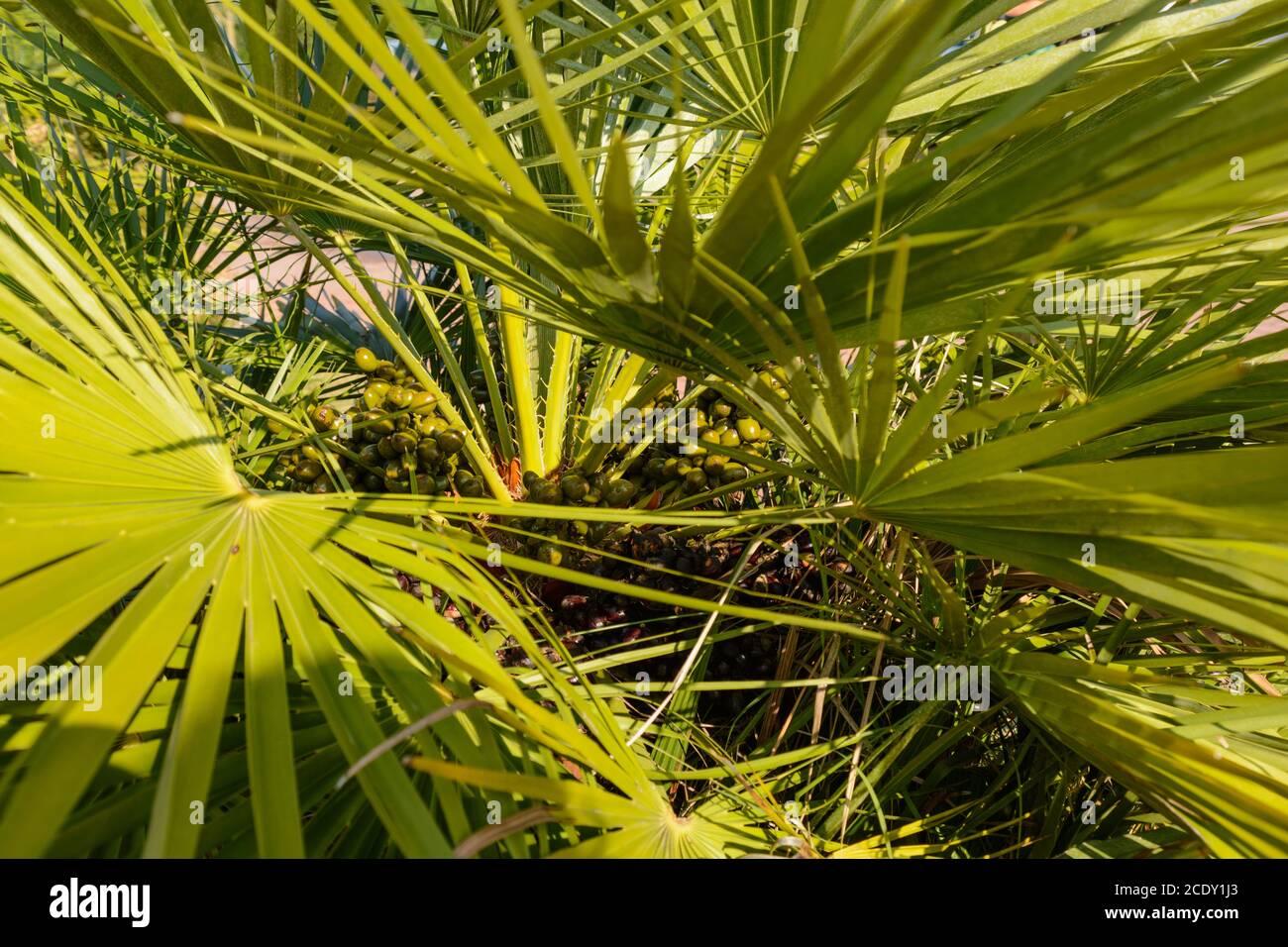 Date Palm - Close-up of a palm tree with fruits in the palm crown Stock Photo