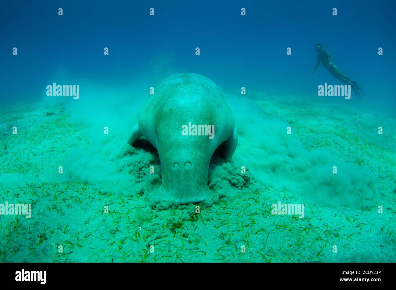 Close view on cute and amazing dugong.Underwater shot. A diver in flippers and mask looking on quite rare ocean animal who eatin Stock Photo