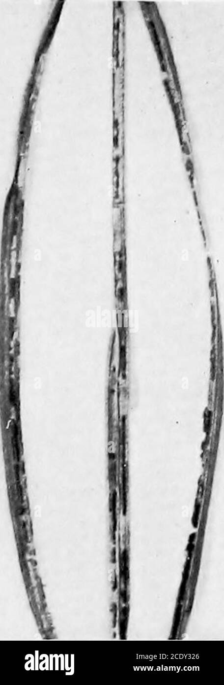 . The Ustilagineae, or smuts, of Connecticut . Entylniiia Nympliafa; Entyloma Pliysalidis, Fig- 35. p. as- Fii,. ,:i6, p. 27.. Scliizonella melanogramnia x 2. Fife- .17, P- 22- Stock Photo