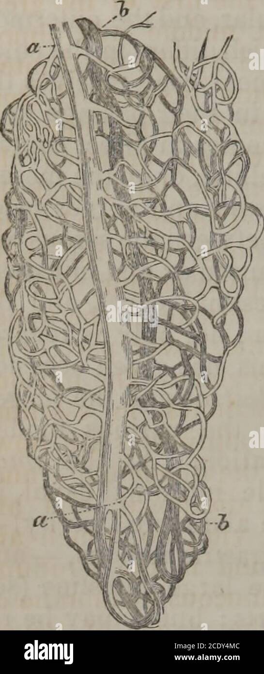 . Human physiology (Volume 1) . ituate horizontallybeneath the liver: the second descending vertically in front of theright kidney ; and the third in the transverse mesocolon. Its mu-cous membranea presents a number of circular folds, very near eachother, which have been called valvule conniventes. (Fig. 123.) Bysome anatomists, however, this name is not given to the irregularrugse of the mucous coat; but to the folds of the lining membraneof the jejunum. The valvulae are not simple rugae, passively formedby the contraction of the muscular coat. They are dependent uponthe original formation of Stock Photo