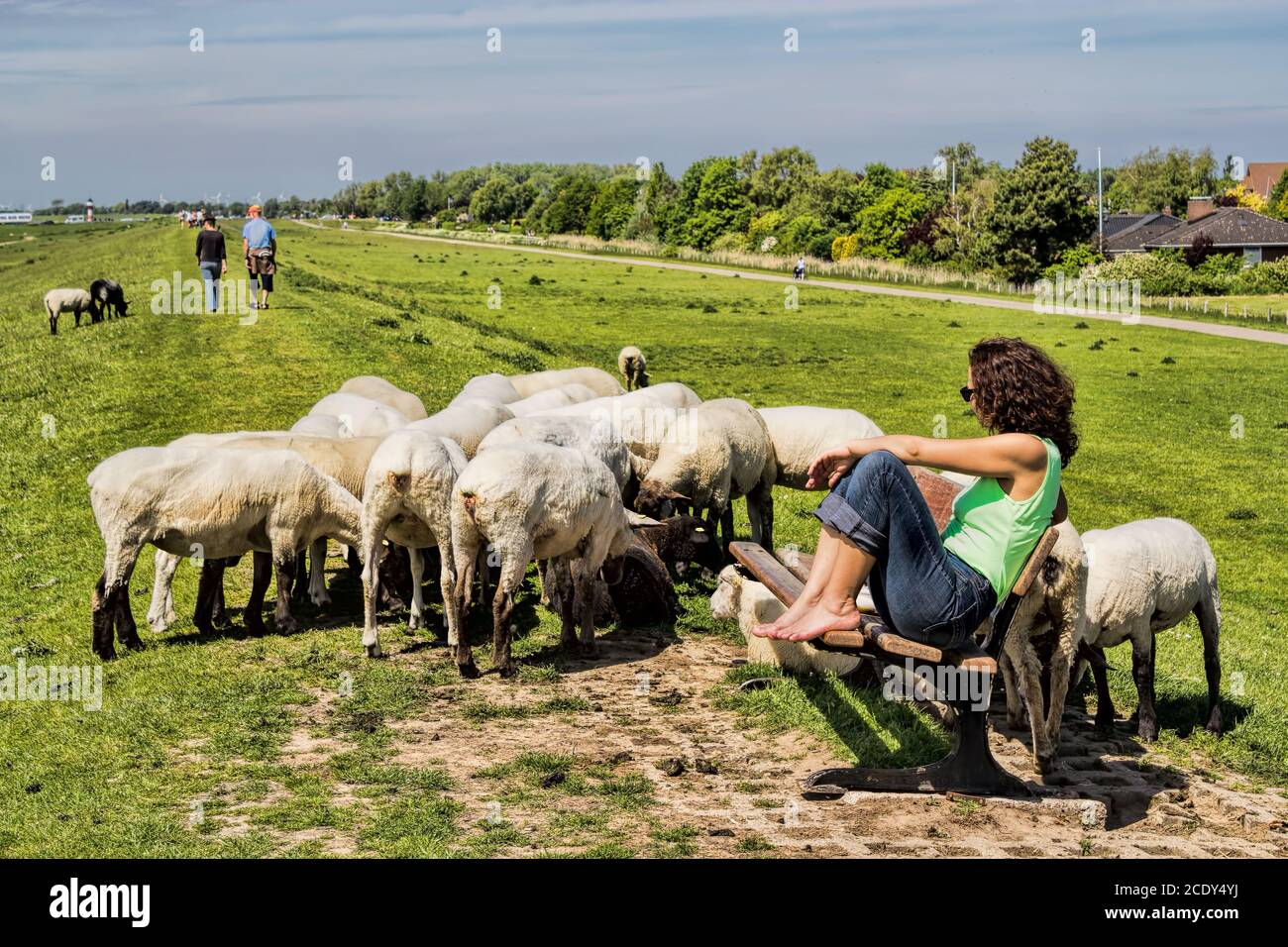 Idyll with sheep in Glückstadt, Germany Stock Photo