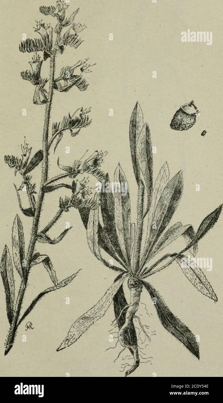 . Ontario Sessional Papers, 1910, No.39-43 . Bladder Campion (Silene inflata).Bladder Campion. ^ This perennial, while not spreading over the country as fast as some others,IS, nevertheless a bad weed, and should receive the farmers attention. It branches 1909 AGIUCULTUKAL SOCIETIES KEPOKT. 49 out jnst above the ground and grows from six inches to two feet high, with whiteflowers arranged in a loose panicle. The flower cup, which is veined and inflatedlike a bladder (whence the weeds name) serves to distinguish this plant fromotliers like it, such as the Annual Night Flowering Catchfly, the se Stock Photo